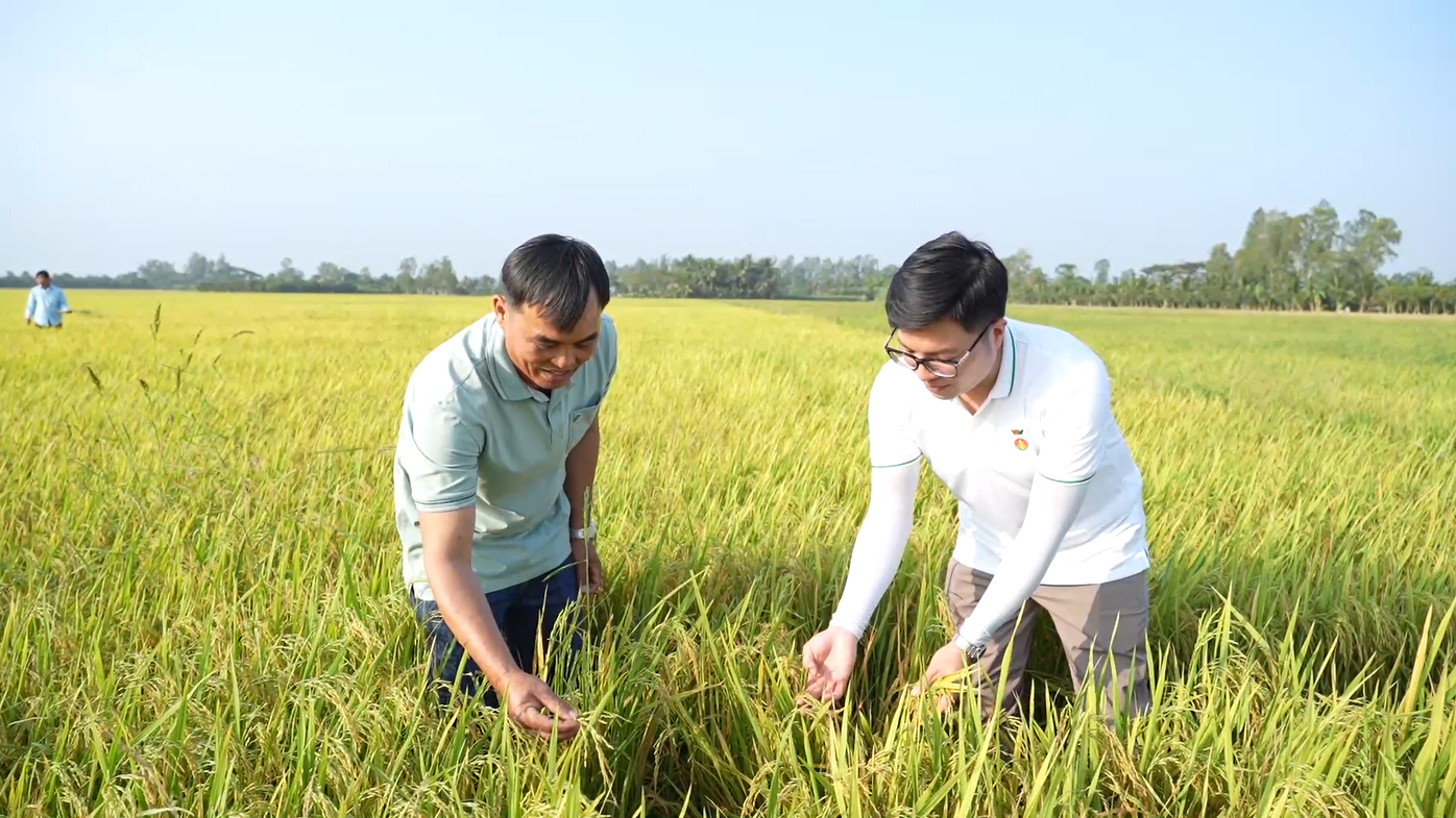 Cùng Phân Bón Cà Mau thức giấc với mùa vàng tại Đồng bằng sông Cửu Long