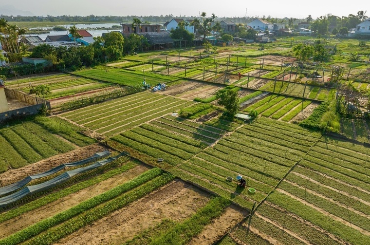 Làng rau Trà Quế được công nhận "Làng Du lịch tốt nhất" năm 2024