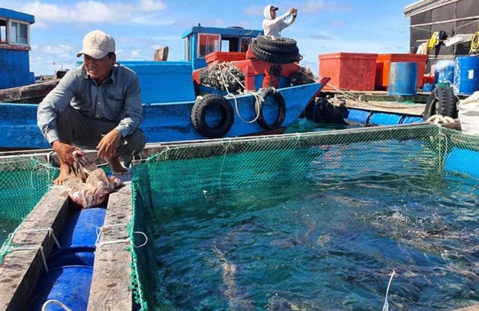 Giải pháp phát triển bền vững ngành nuôi biển ở Quảng Ngãi