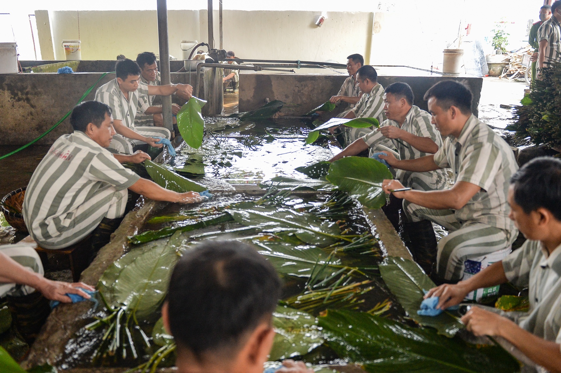 Phạm nhân khéo léo gói hàng nghìn bánh chưng đón Tết ở Trại giam Yên Hạ - 3