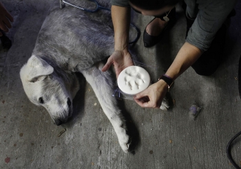 [VIDEO] Xúc động những "Khoảnh khắc cuối cùng" giữa chủ nuôi và thú cưng