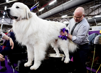 [VIDEO] Ngày hội của chó - Westminter Dog Show 2019