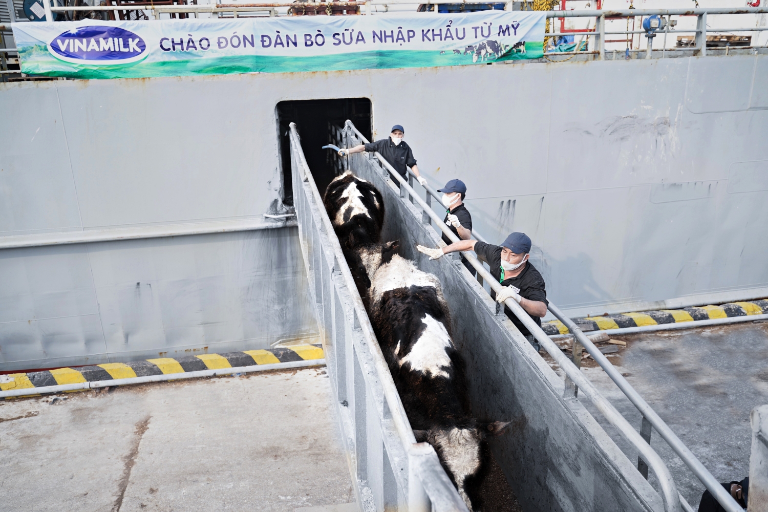 Vinamilk nhập khẩu hơn 2100 bò sữa từ Mỹ về trang trại Quảng Ngãi