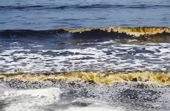 [VIDEO] Nước biển đen, bốc mùi hôi ở Đà Nẵng nghi do tảo giáp