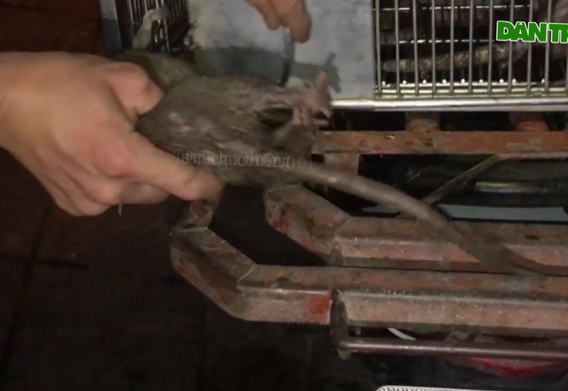 Thợ săn tung chiêu bắt gọn 30kg chuột cống trong một đêm - 2