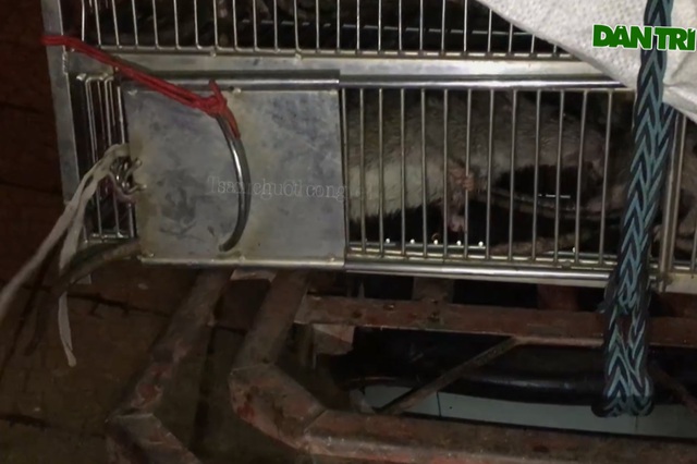 Thợ săn tung chiêu bắt gọn 30kg chuột cống trong một đêm - 4