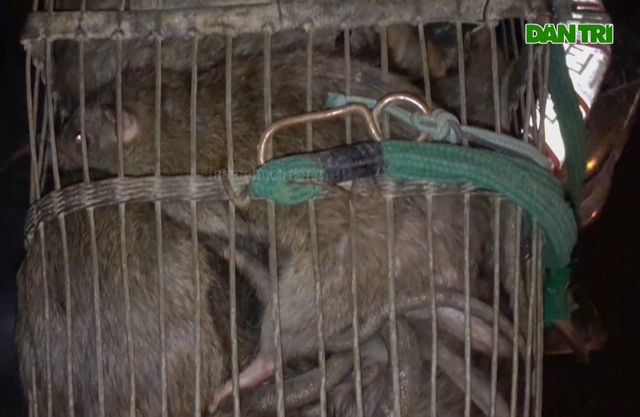 Thợ săn tung chiêu bắt gọn 30kg chuột cống trong một đêm - 5