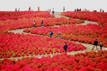 [VIDEO] Hitachi Seaside - công viên bốn mùa rực rỡ sắc hoa ở Nhật Bản