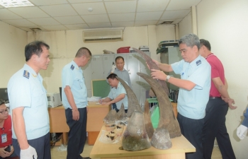 Bắt giữ hơn 34 kg sừng tê nhập trái phép tại sân bay Nội Bài