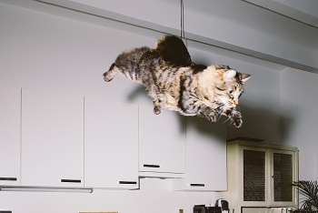 [VIDEO] Loài mèo và khả năng bật nhảy siêu việt