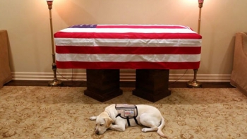 Cựu tổng thống Bush cha qua đời: Chú chó nằm canh bên linh cữu cố tổng thống Bush
