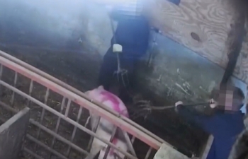 Hai nông dân hầu tòa vì gây đau đớn cho lợn tại Anh
