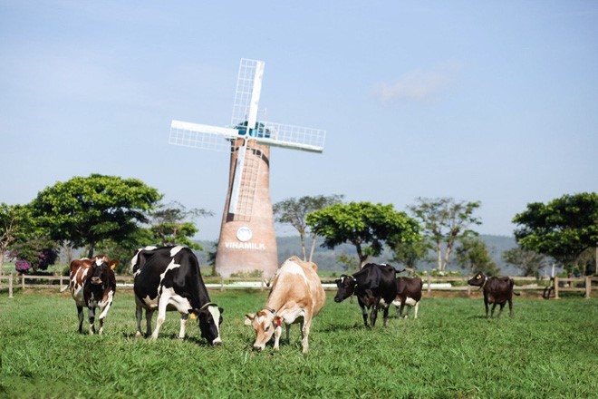 Vì sao sữa tươi Organic của Vinamilk được người tiêu dùng Singapore ưa chuộng?