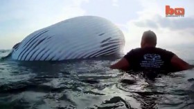 [VIDEO] Cận cảnh di chuyển xác cá voi khổng lồ nặng 35 tấn