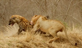 [VIDEO] Sư tử đực giải cứu 2 con sư tử cái trong vòng vây linh cẩu