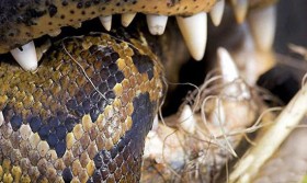 [VIDEO] Lạc vào đầm cá sấu, trăn "khủng" mất mạng