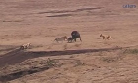 [VIDEO] Hồi hộp xem trâu mẹ "liều mình" bảo vệ con trước bầy sư tử đói