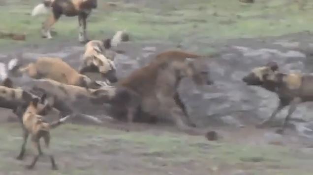 Đàn chó rừng vây đánh linh cẩu