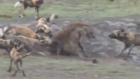[VIDEO] Linh cẩu "bất lực" trong vòng vây của đàn chó rừng