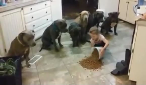 Bé gái 4 tuổi huấn luyện đàn chó Pitbull