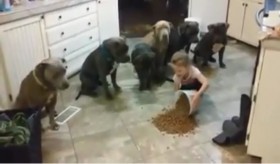 [VIDEO] Ngạc nhiên xem cách bé gái 4 tuổi huấn luyện đàn chó Pitbull