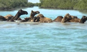 [VIDEO] Hài hước xem lạc đà đi tắm biển