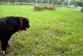 [VIDEO] Cuộc chiến không khoan nhượng giữa chó "hung hăng" và rắn "xảo quyệt"