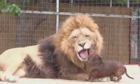 [VIDEO] Hài hước chú chó "đánh răng" cho sư tử