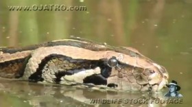 [VIDEO] Cá sấu thoải mái ngủ trên lưng trăn khổng lồ