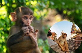 [VIDEO] Khám phá Swayambhunath - Ngôi chùa khỉ độc đáo nhất Nepal