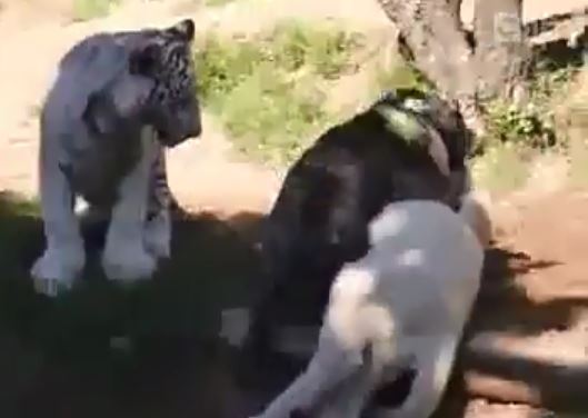 [VIDEO] Chó cả gan trêu ngươi cả hổ và sư tử trắng