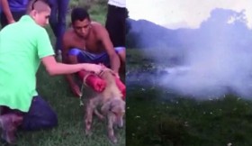 [VIDEO] Phẫn nộ nhóm thanh niên buộc pháo hoa vào chó và cho nổ tung