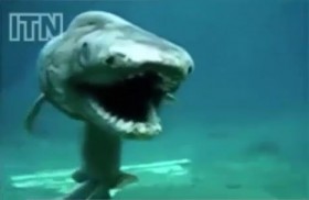 [VIDEO] "Sởn da gà" với hình dáng kỳ dị của cá mập thời tiền sử