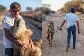 [VIDEO] Người đàn ông "bạo gan" dắt sư tử đi dạo