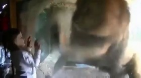 [VIDEO] Sư tử "điên cuồng" tìm cách tấn công bé gái ở sở thú