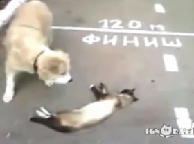[VIDEO] Hài hước mèo giả chết dọa chó "nổi điên"