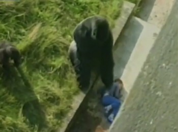 [VIDEO] Khỉ đột bảo vệ trẻ gặp nạn trong vườn thú