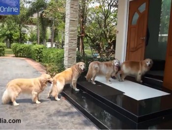 [VIDEO] Đàn chó xếp hàng rửa chân trước khi vào nhà