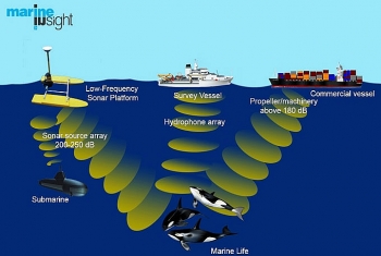 Ô nhiễm tiếng ồn - sát thủ vô hình của sinh vật biển