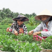 ghe tham lang quat loc binh khong lo