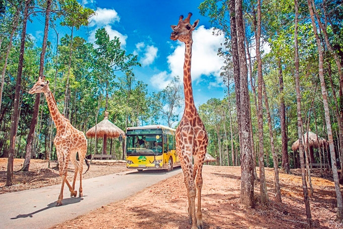 don tet day nang luong giua chau phi thu nho o phu quoc