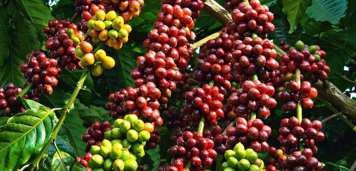Cà phê và cacao giảm trong khi đường, cao su tăng giá trong phiên đầu năm