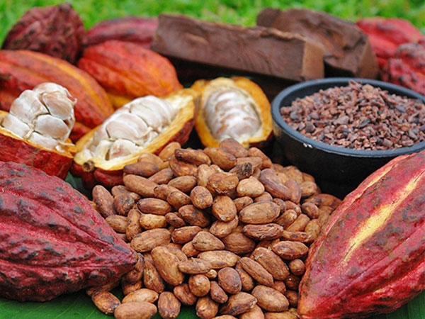 Giá cà phê, cacao giảm trong khi đường tăng giá