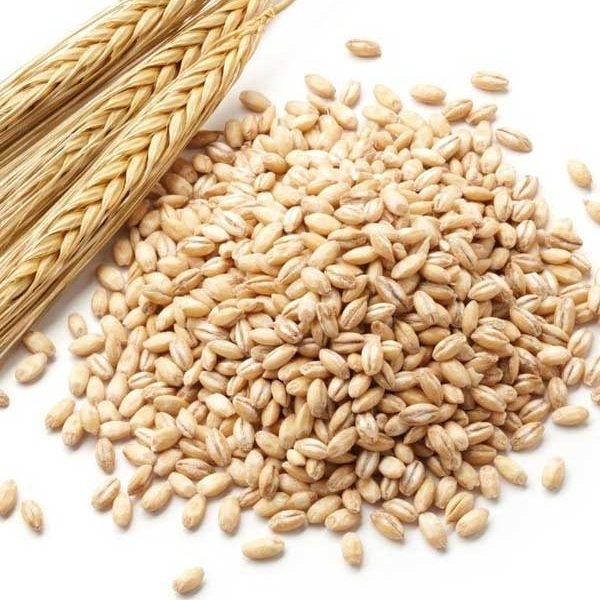 Chính phủ Nga cân nhắc việc áp thuế lên hoạt động xuất khẩu ngô và lúa mạch