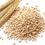 Chính phủ Nga cân nhắc việc áp thuế lên hoạt động xuất khẩu ngô và lúa mạch