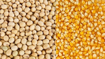 Ngô và đậu tương có thể tiếp tục đà tăng trong khi lúa mỳ điều chỉnh