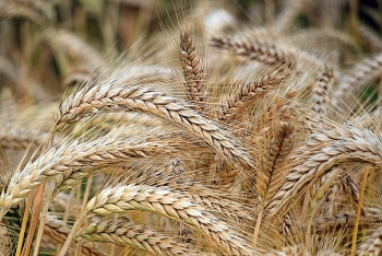 Giá nông sản ngày 3/1: Giá lúa mỳ giảm mạnh nhất trong nhóm