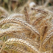 Giá nông sản ngày 3/1: Giá lúa mỳ giảm mạnh nhất trong nhóm
