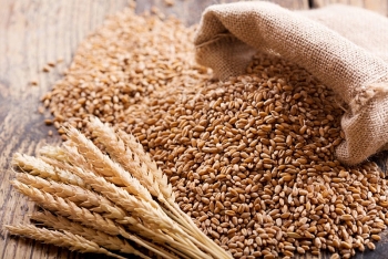 Giá nông sản ngày 24/1: Giá lúa mỳ hồi phục cuối phiên giao dịch?