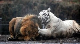 [VIDEO] Hổ trắng ác chiến quật ngã hai con sư tử